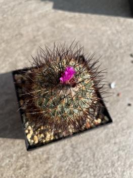 Gymnocactus viereckii lau